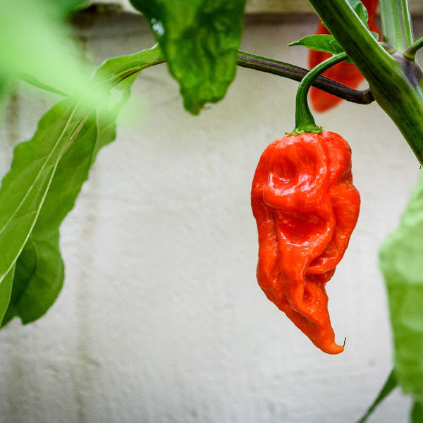 Chili Pepper Facts - Ghost Pepper