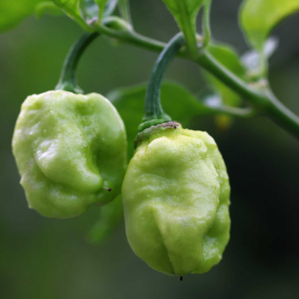 Chili Pepper Facts - The Naga Morich