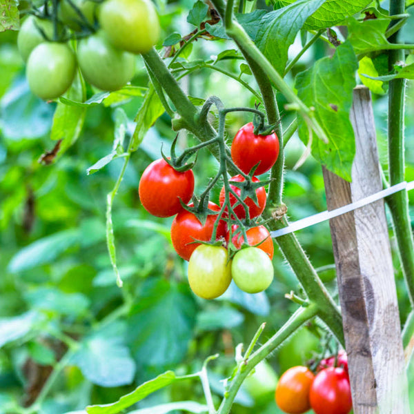 Where do tomatoes originate from?